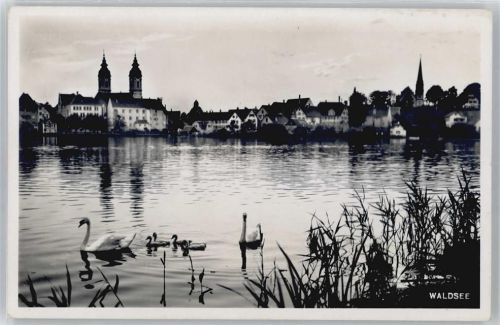 Bad Waldsee Schwan