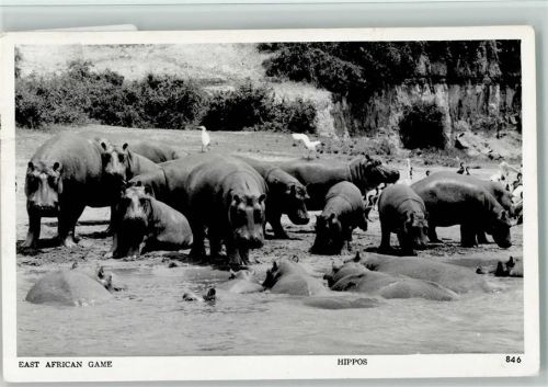 East African Game -Kenia - Hippos beim Baden Foto 1962 AK
