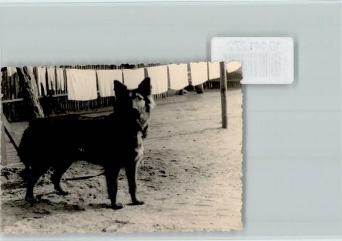 Junger Schäferhund