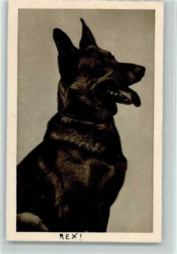 Schäferhund
