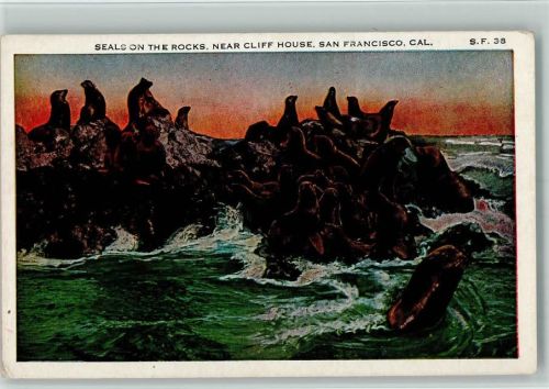 S.F. 38 - Seals on the Rocks - San Francisco USA