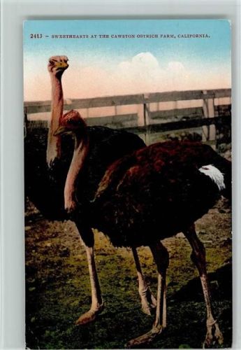 1917 Strauße - Ostrichfarm, Californien AK