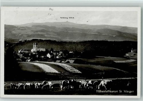 St. Märgen Ortsansicht mit Feldberg Kühe
