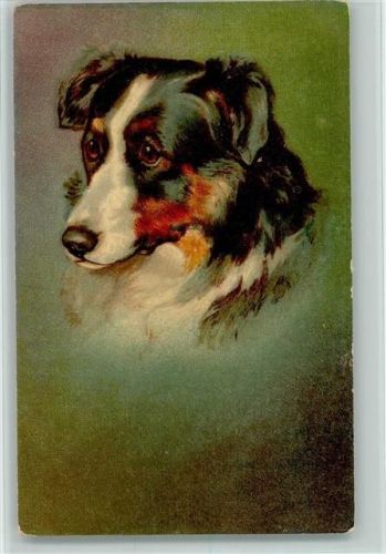 Berner Sennenhund Porträt