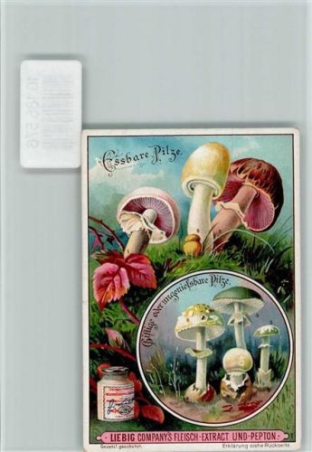 Sammelbild Liebig, Essbare Pilze und giftige Pilze, Beschreibung Rückseite