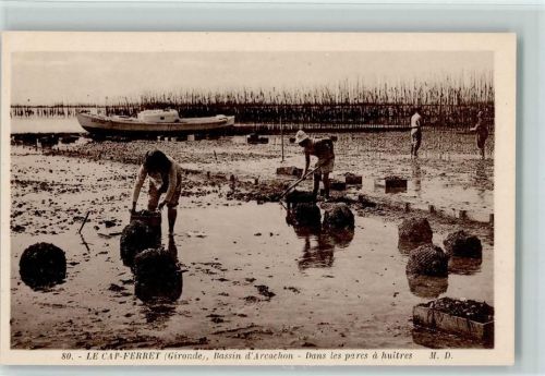Lege-Cap-Ferret Bassin d`Arcachon . Dans les parcs a huitres - Muschel sammeln