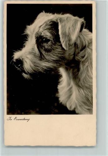 Jack Russell Terrier