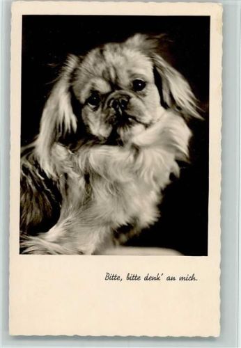 Pekinese