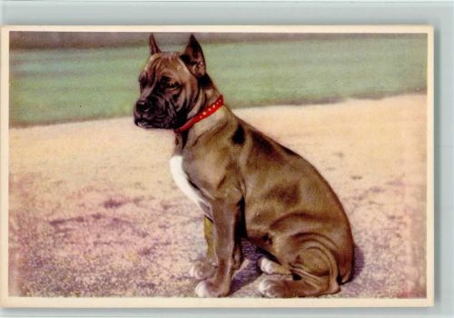 Boxer