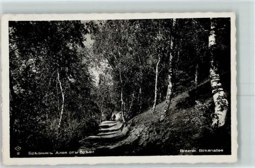 Breznik Birkenallee