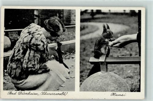 Bad Dürrheim 1936 Hans das Eichhörnchen - ganz zutraulich AK