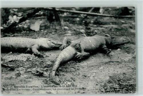 Brüssel 1910 Zwei Krokodile
