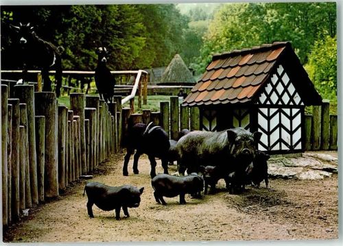 Egloffstein Wildgehege Hundshaupten Hängebauchschweine Rückseite mit Abschürfungen bzw Kleberesten