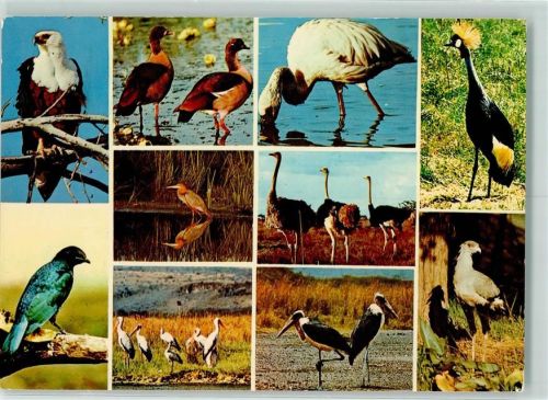 Mombasa African Birds