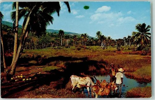 1959 Landwirtschaft Bauern Country-side Petit Goave