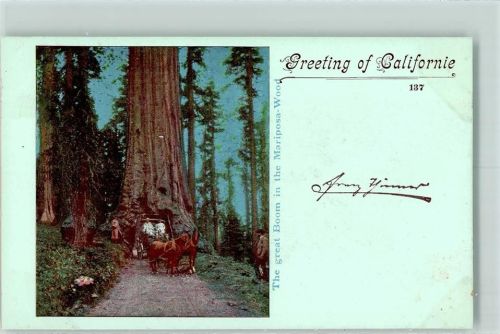 1899 The great Boom in the Mariposa Wood - Bäume AK