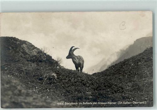 St. Gallen Steinbock