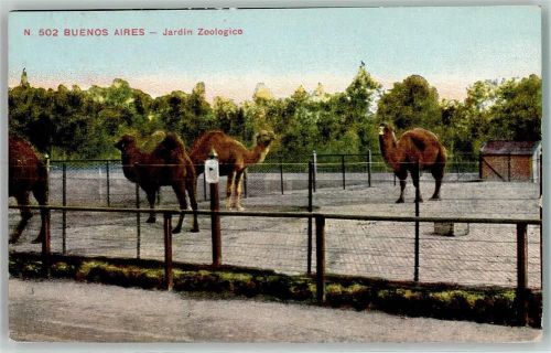 Buenos Aires 1911 Jardin Zoologico Kamelse AK