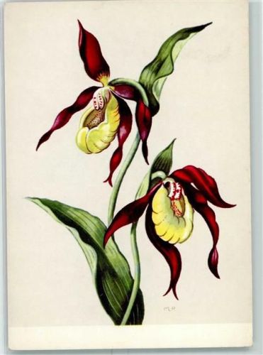 Frauenschuh sign. Lippmann-Pawlowski "Die schönsten Alpenblumen" AK