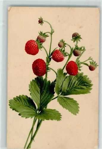 1905 Martin Rommel Nr. 701 Früchte Erdbeeren AK