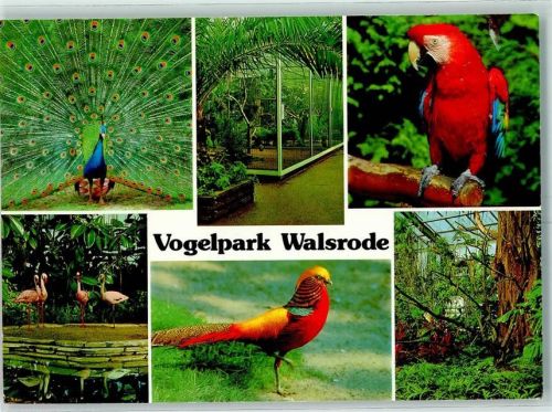 Walsrode Vogelpark Pfau Papagei Flamingo Halleninnenansicht