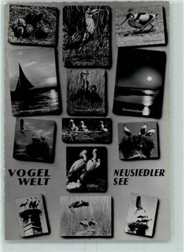Neusiedl Vogelwelt