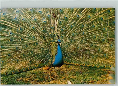Neunkirchen Zoologischer Garten Pfau