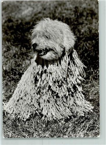 1980 Weißer Puli AK