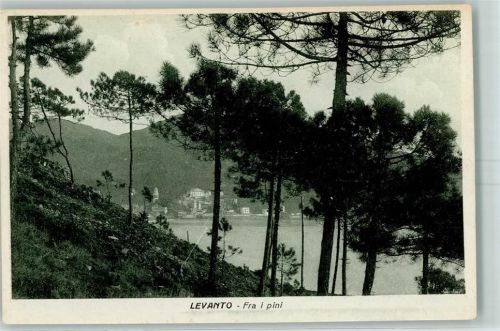 Levanto 1925 Fra i pini Pinien Meer
