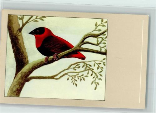 Feuerweber - Nr. 3 Verlag Sluis Birdfood , gute Erhaltung