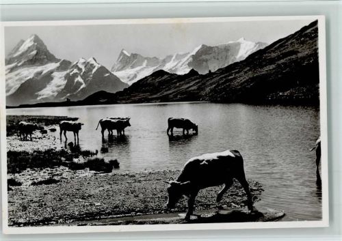 Bachalpsee, Schreckhorn und Kühe beim Trinken im See 1942 AK Sehr gute Erhaltung