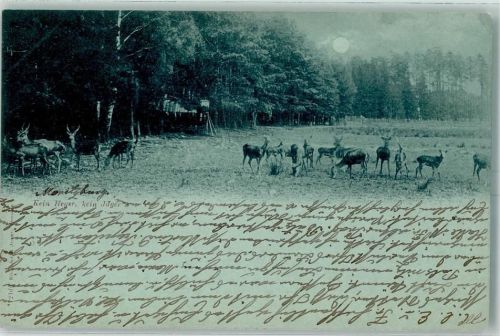 Moritzburg 1898 Rehe Ort handschriftlich
