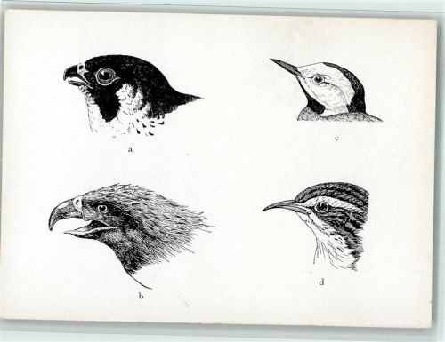 Serie Bildgemeinschaft der Episkopfreunde - Vogelschnaben Typen Bild 1 keine AK