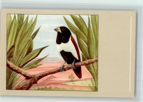 Dreifarbennonne - Verlag Sluis Birdfood , gute Erhaltung