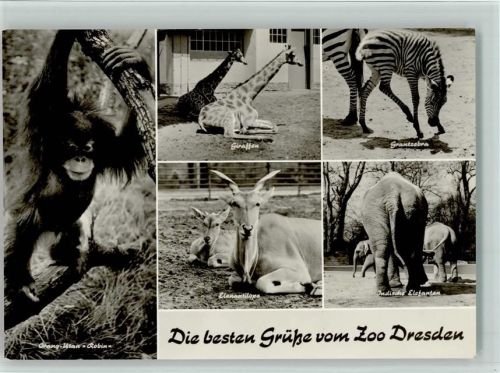 Dresden Zoo Orang Utan Elefanten Giraffen