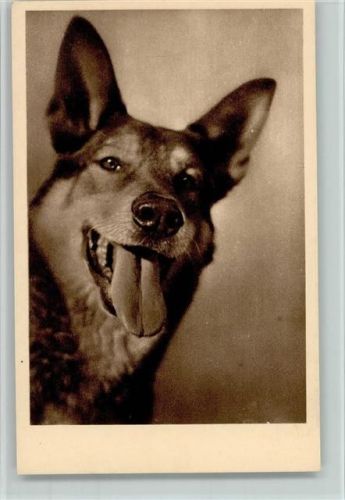 Tierschutzverein Wien - Schäferhund , gute Erhaltung