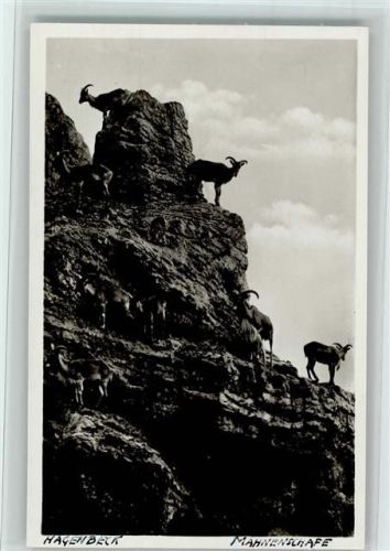 Hochgebirge Mähnenschafe, gute Erhaltung AK