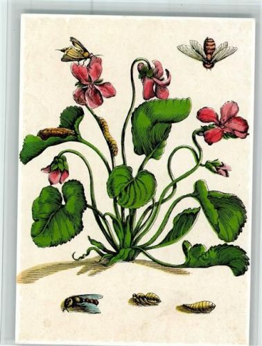 Viola odorata wohlriechendes Veilchen Bienen RAupen Maria Sibylla Merian Buchheim Kunstkarte 1231