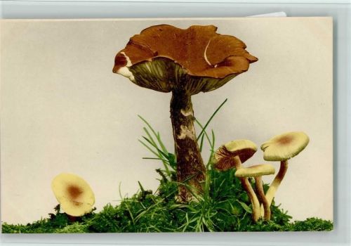 Nr. 723 - Pilz - sehr gute Erhaltung