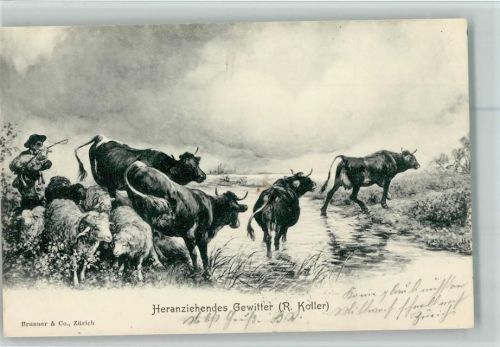 1905 Verlag Brunner - Kühe, Landwirtschaft , gute Erhaltung