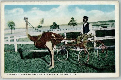 Jacksonville Driving an Ostrich-Florida Ostrich Farm - Strauss