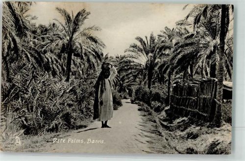 Basra Tuck`s Date Palms