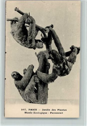 Paris 1919 Nr. 207 - Jardin des Plantes - Faultiere AK
