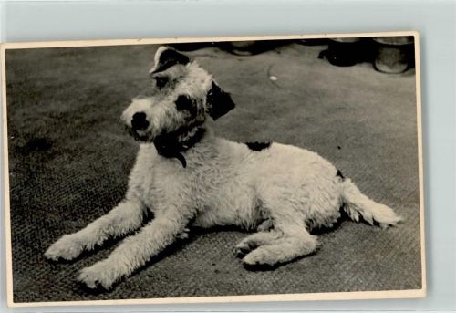 München Drahthaar-Foxterrier Zwinger Peraloh Besitzer Wieleitner Schloss Perlach