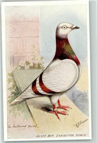 The Feathered World Silver-Dun Exhibition Homer sign A. J. Simpson Bildkarte