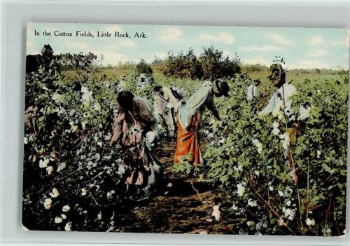 In the Cotton Fields, Little Rock, Ark. , gute Erhaltung AK