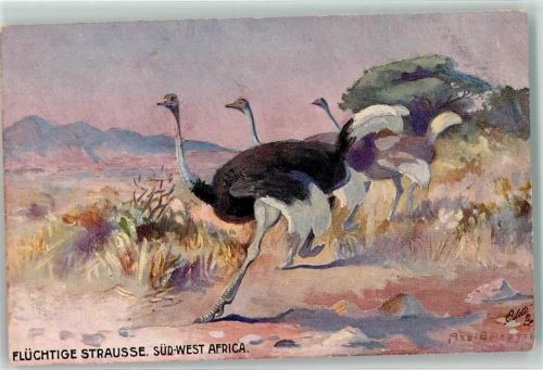 Flüchtige Strausse Südwestafrika Tucks Oilette Nr.946