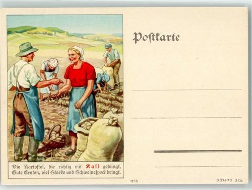 Die Kartoffel die richtig mit Kali gedüngt gute Ernten viel Stärke und Schweinespeck bringt