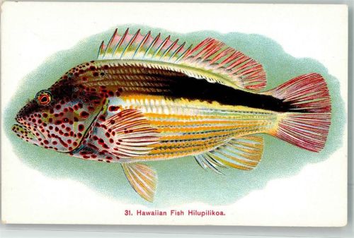 Honolulu Hawaii Hilupilikoa Fisch Ort lt. Verlag