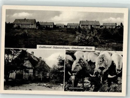 Schneverdingen Feriendorf Schäferhof Heidschnuken